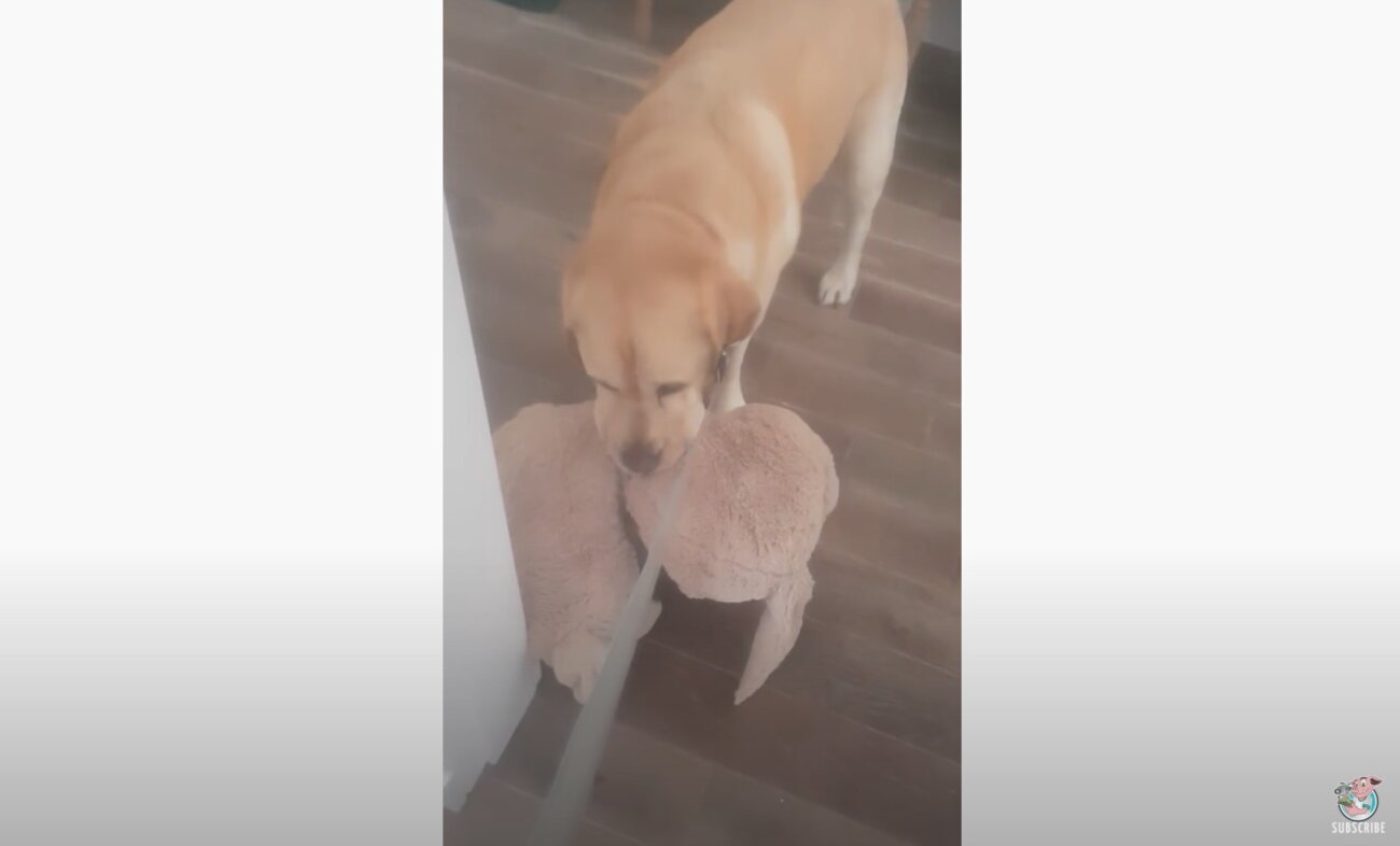 ラブラドールレトリーバー,動画