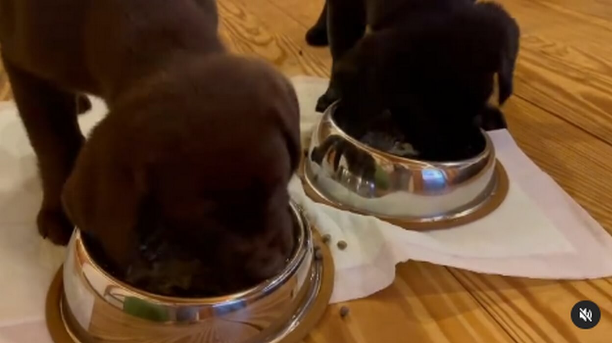 ラブラドールレトリーバー,動画