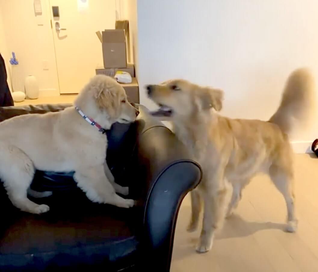 ゴールデンレトリーバー,動画