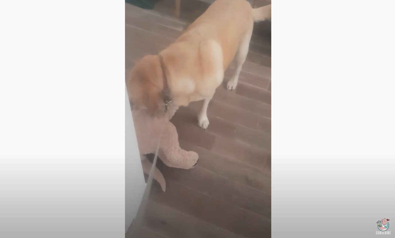 ラブラドールレトリーバー,動画