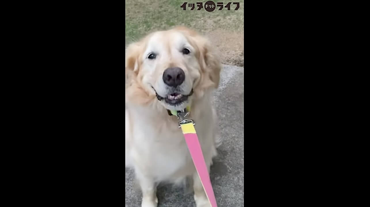 ゴールデン,動画,イッヌドットライフ