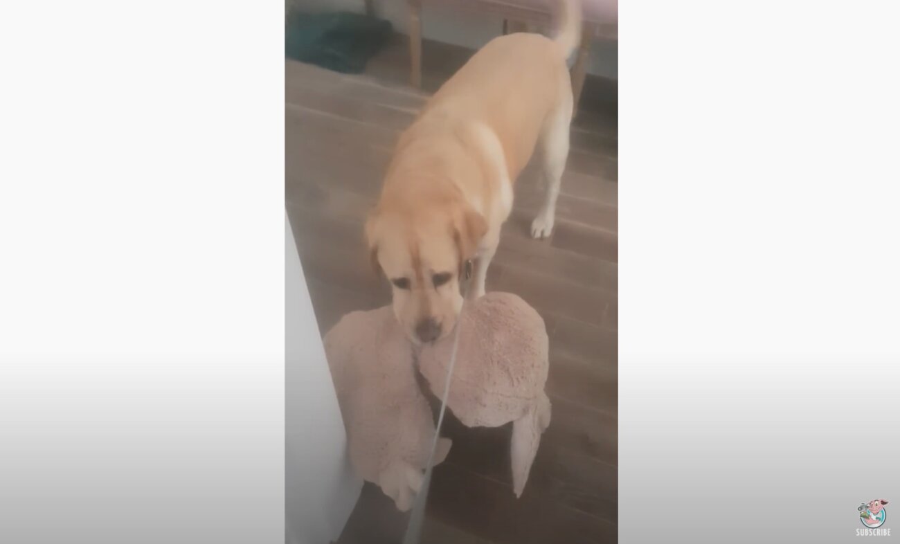 ラブラドールレトリーバー,動画