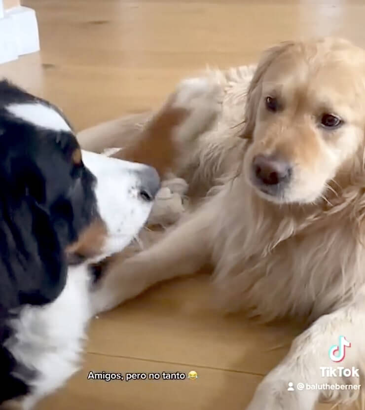 ゴールデンレトリーバー,動画