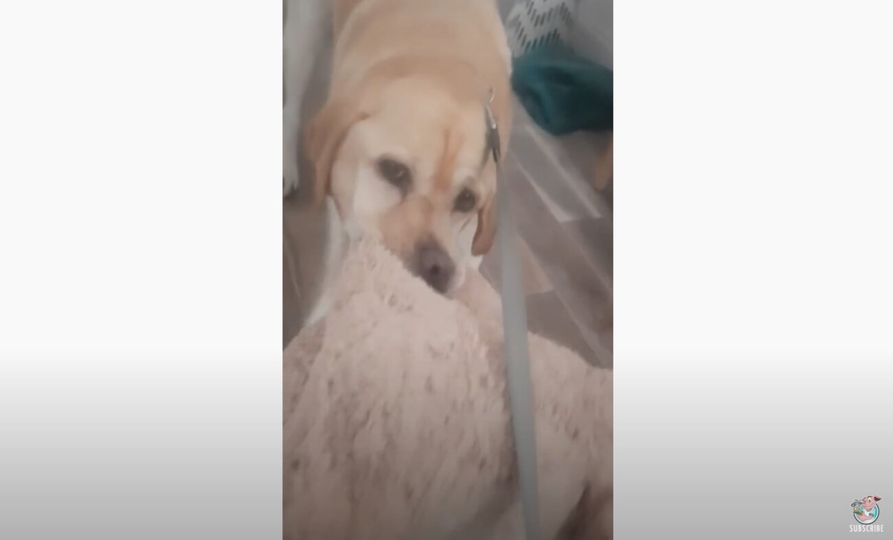 ラブラドールレトリーバー,動画