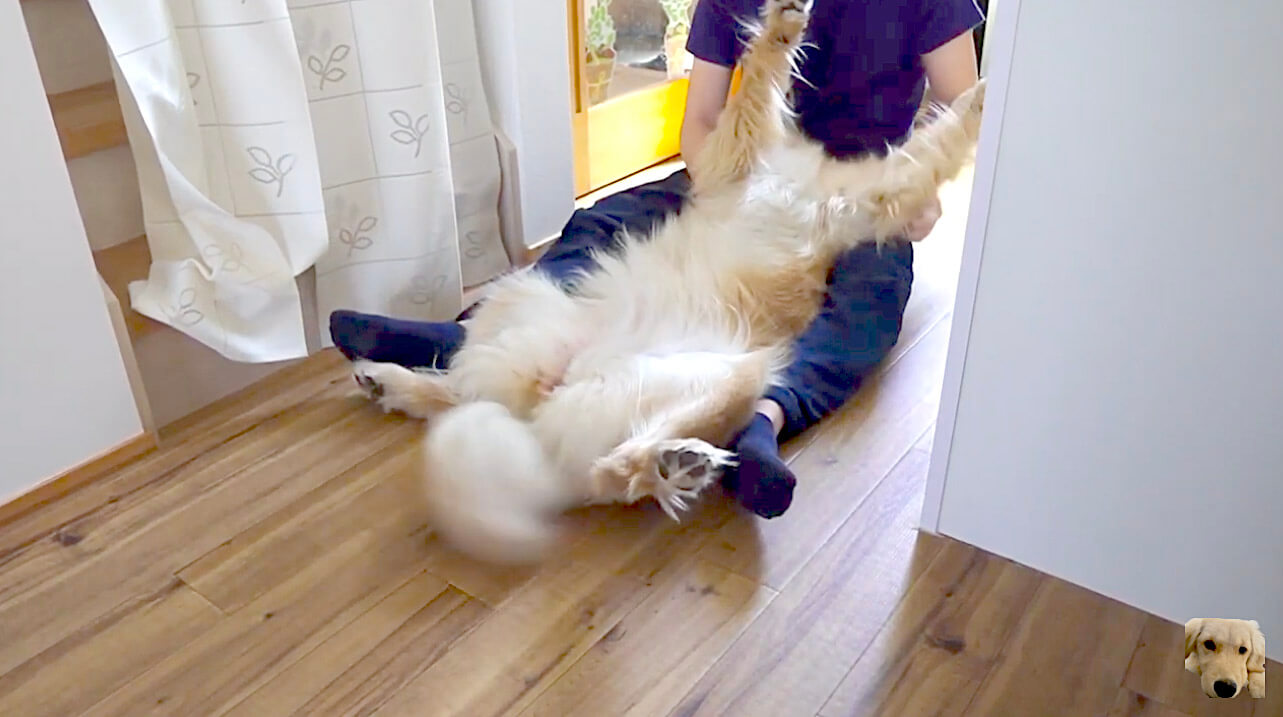 ゴールデンレトリーバー,動画