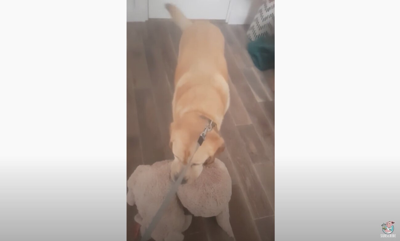 ラブラドールレトリーバー,動画