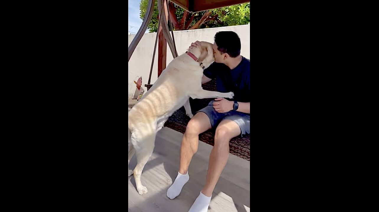 ラブラドールレトリーバー,動画