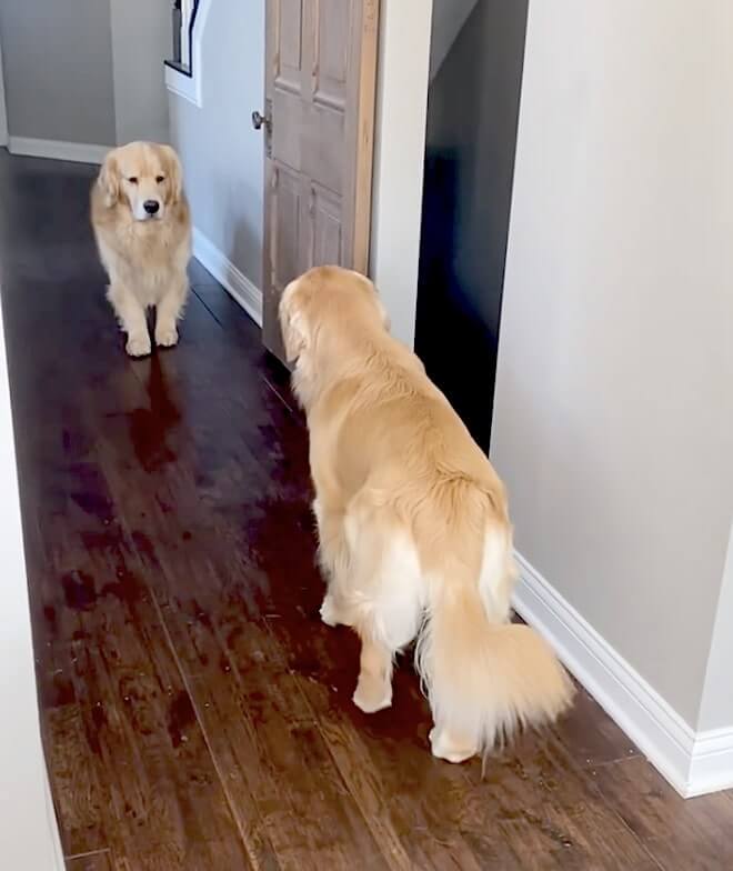 ゴールデンレトリーバー,動画