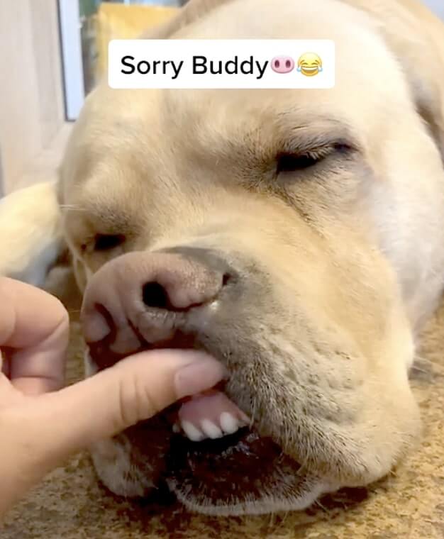 ラブラドールレトリーバー,動画