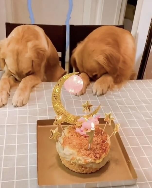 ゴールデンレトリーバー,動画