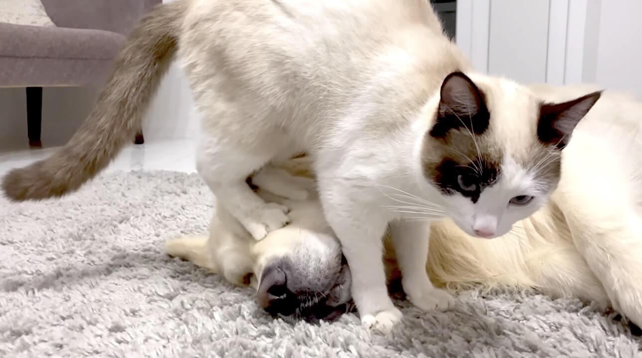 ゴールデンレトリーバー,動画