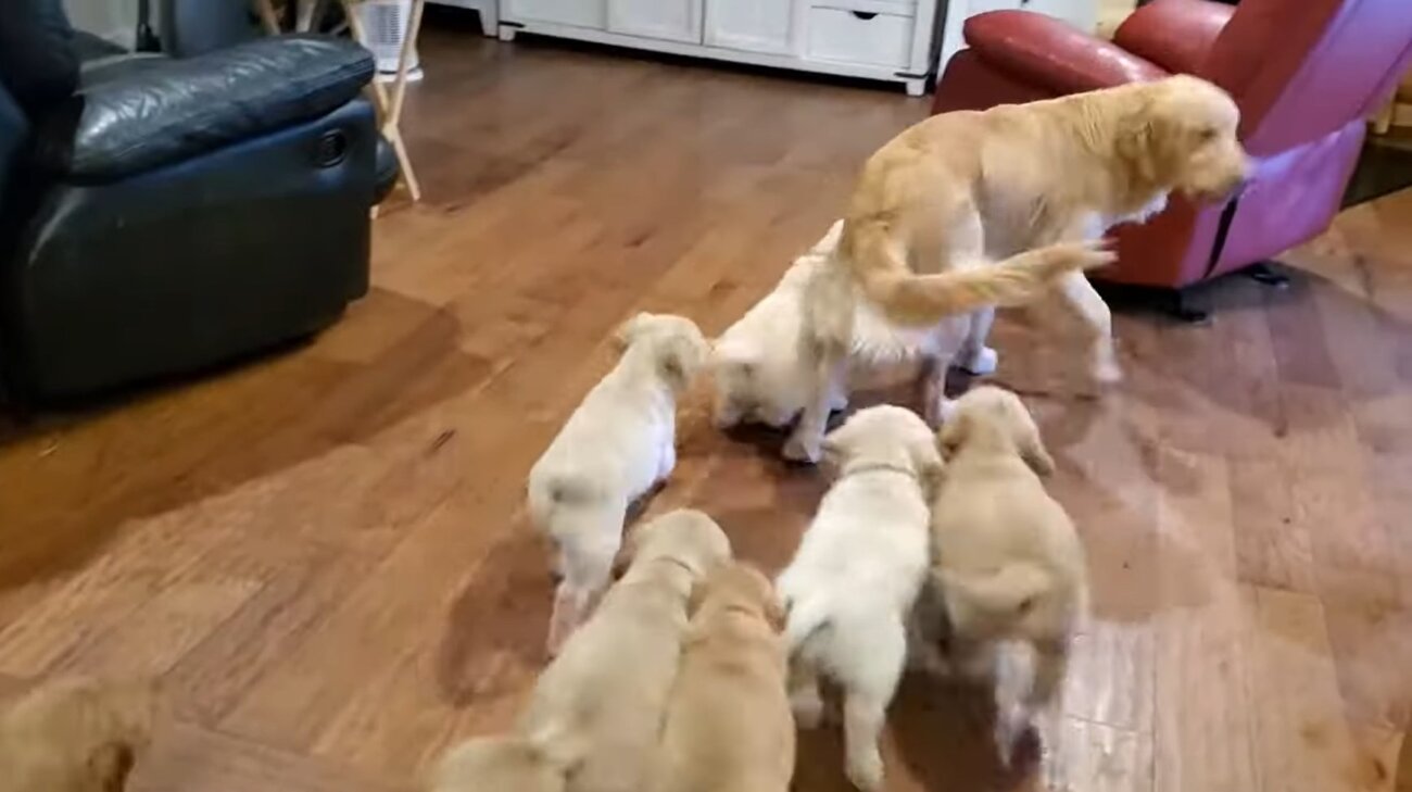 ゴールデンレトリーバー,動画