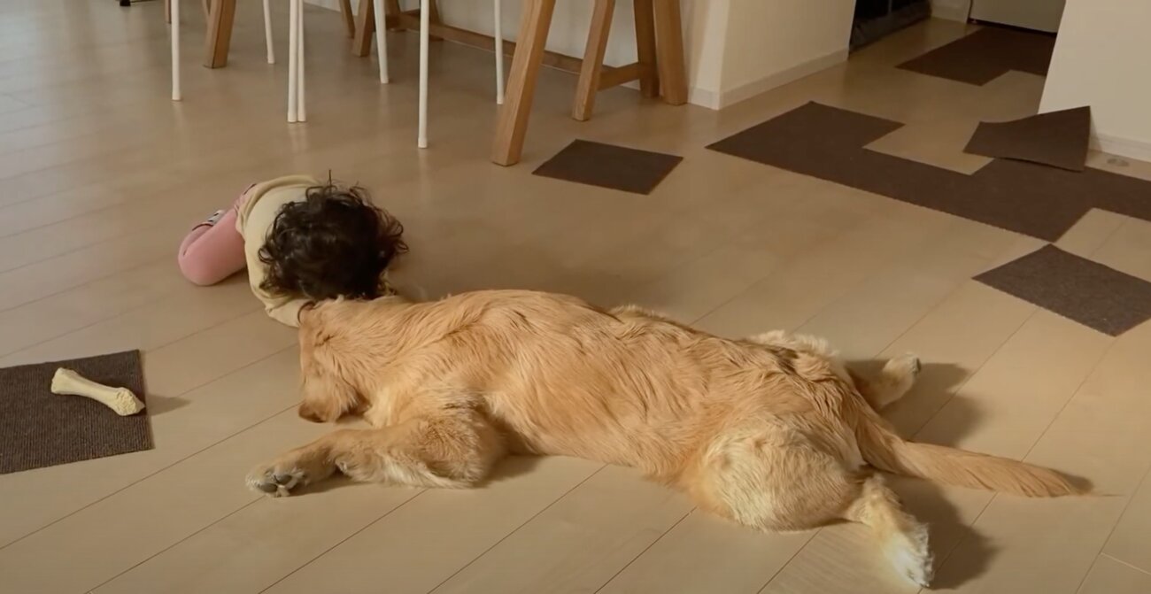 ゴールデンレトリーバー,動画