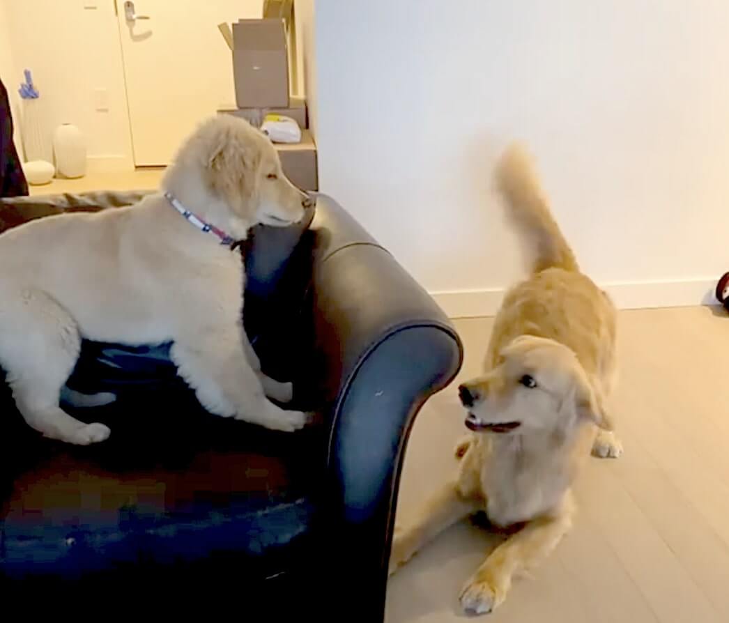 ゴールデンレトリーバー,動画