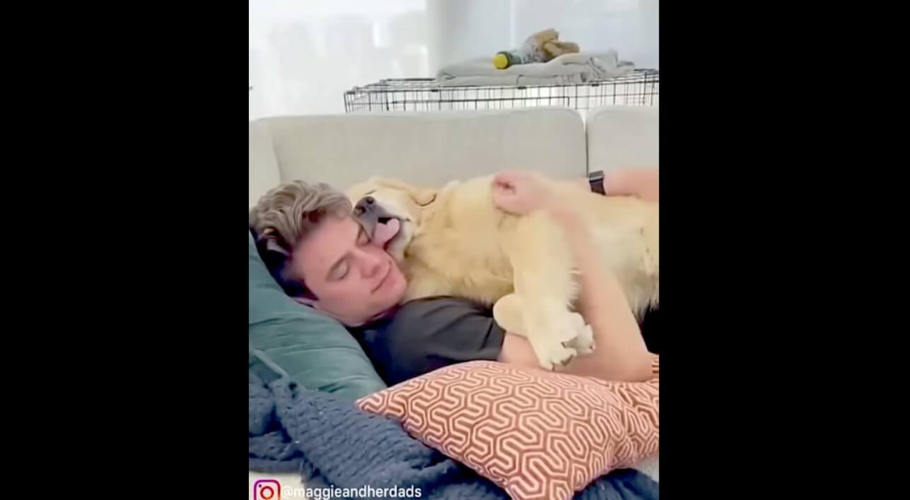 ゴールデンレトリーバー,動画