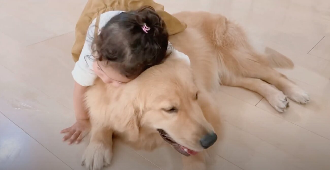 ゴールデンレトリーバー,動画