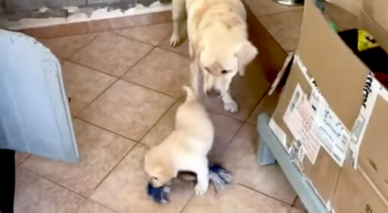 ラブラドールレトリーバー,動画