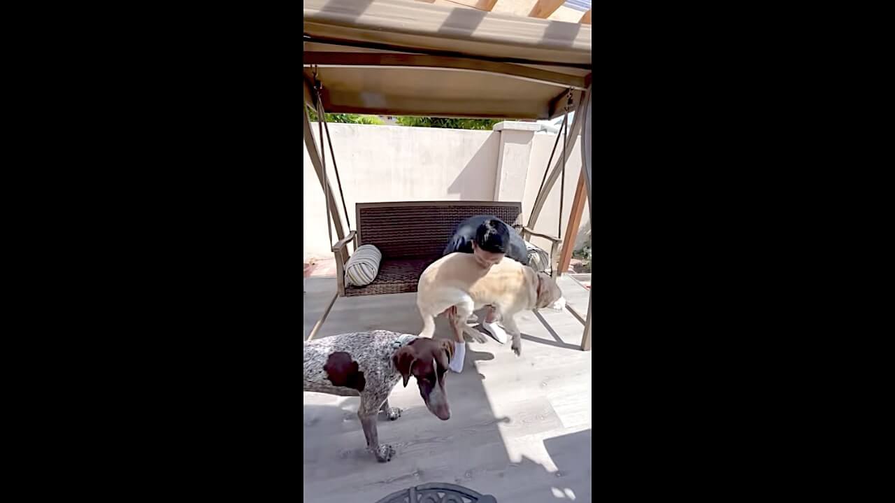 ラブラドールレトリーバー,動画