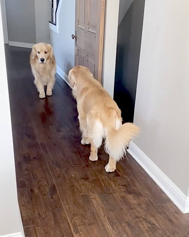 ゴールデンレトリーバー,動画