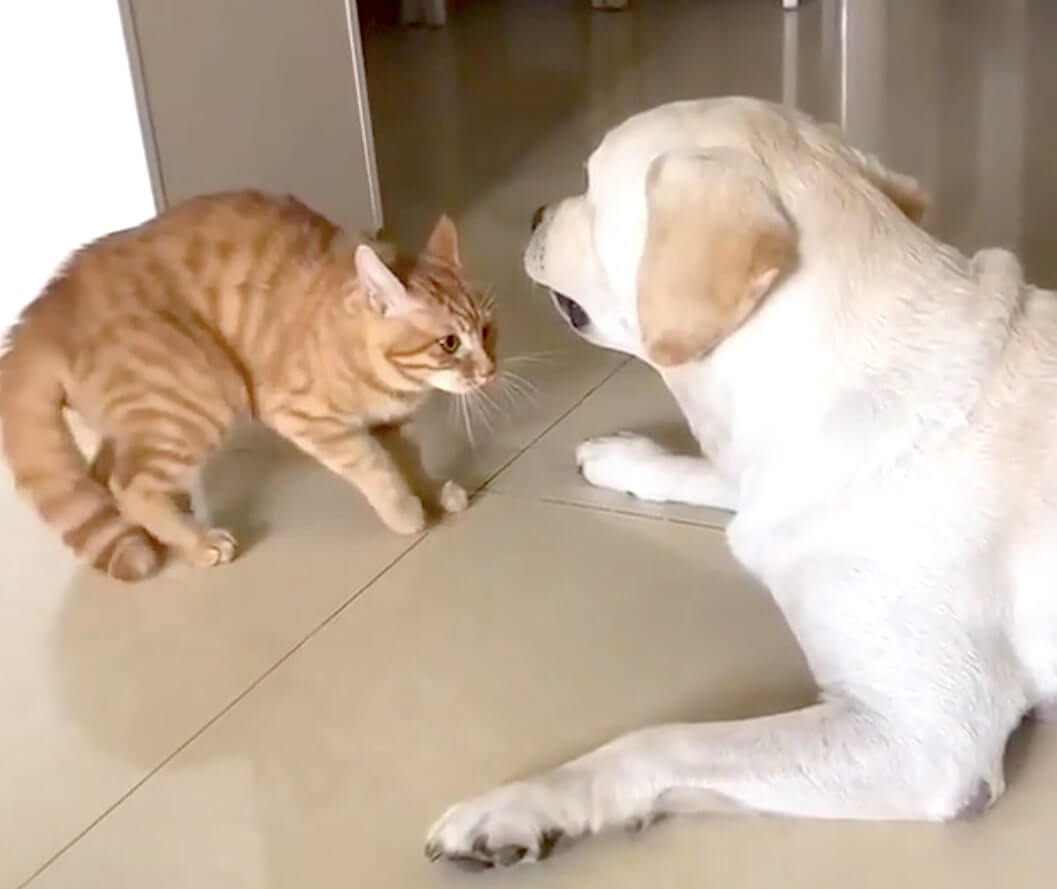 ラブラドールレトリーバー,動画