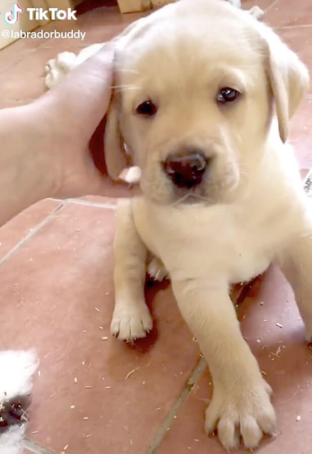 ラブラドールレトリーバー,動画