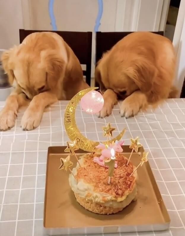 ゴールデンレトリーバー,動画