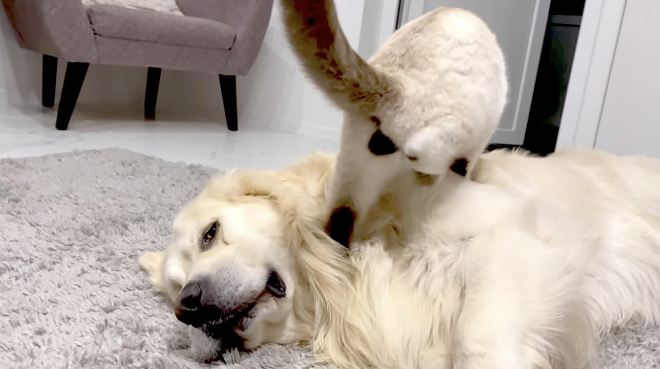 ゴールデンレトリーバー,動画