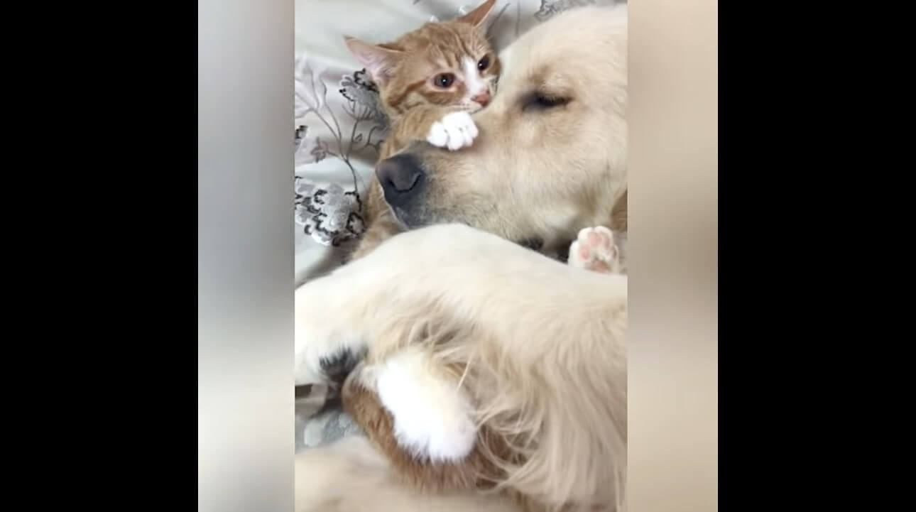 ゴールデンレトリーバー,動画