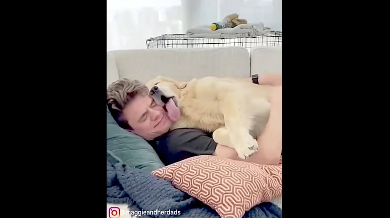 ゴールデンレトリーバー,動画