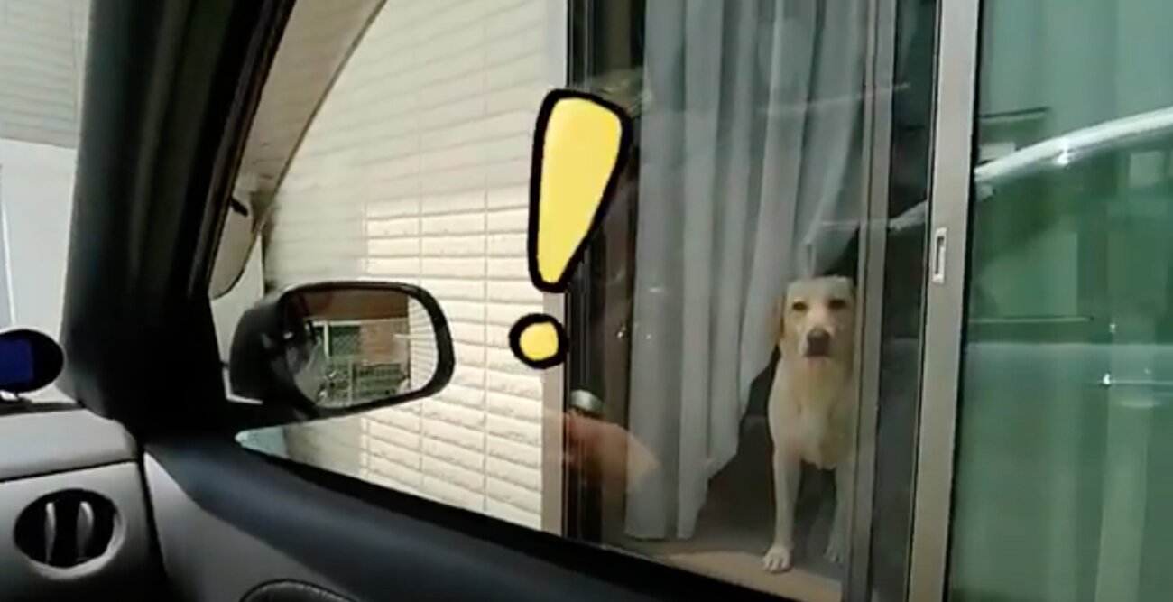 ラブラドールレトリーバー,動画