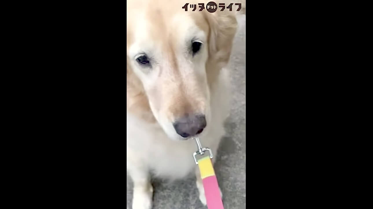 ゴールデン,動画,イッヌドットライフ