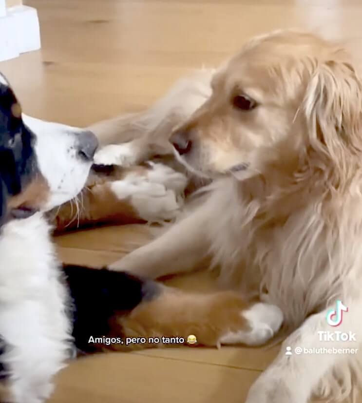 ゴールデンレトリーバー,動画