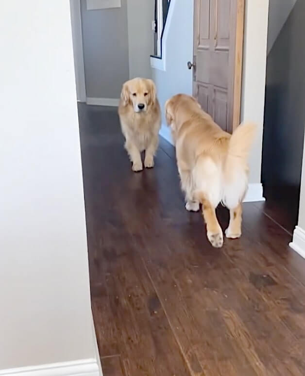 ゴールデンレトリーバー,動画