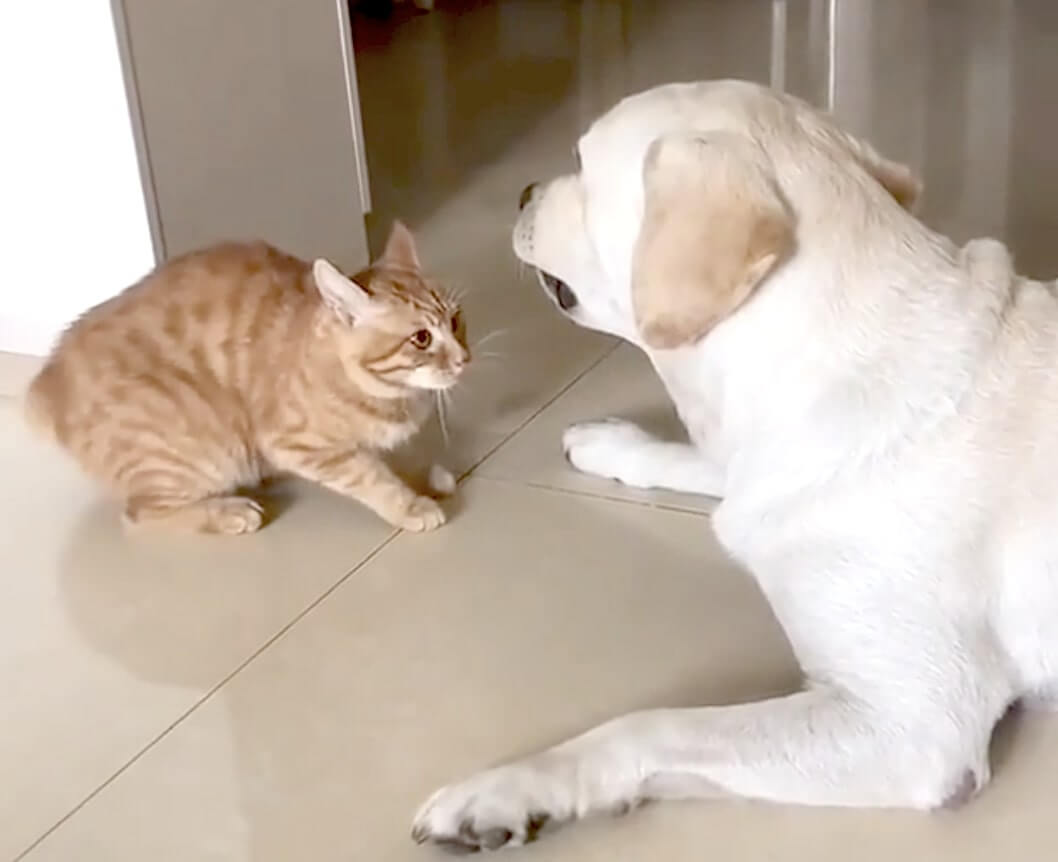 ラブラドールレトリーバー,動画