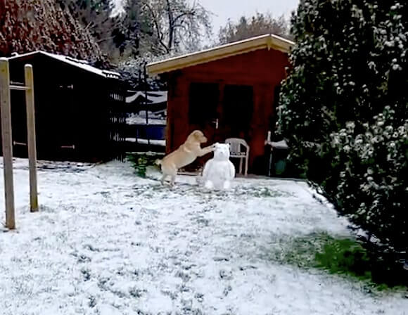 ラブラドールレトリーバー,動画