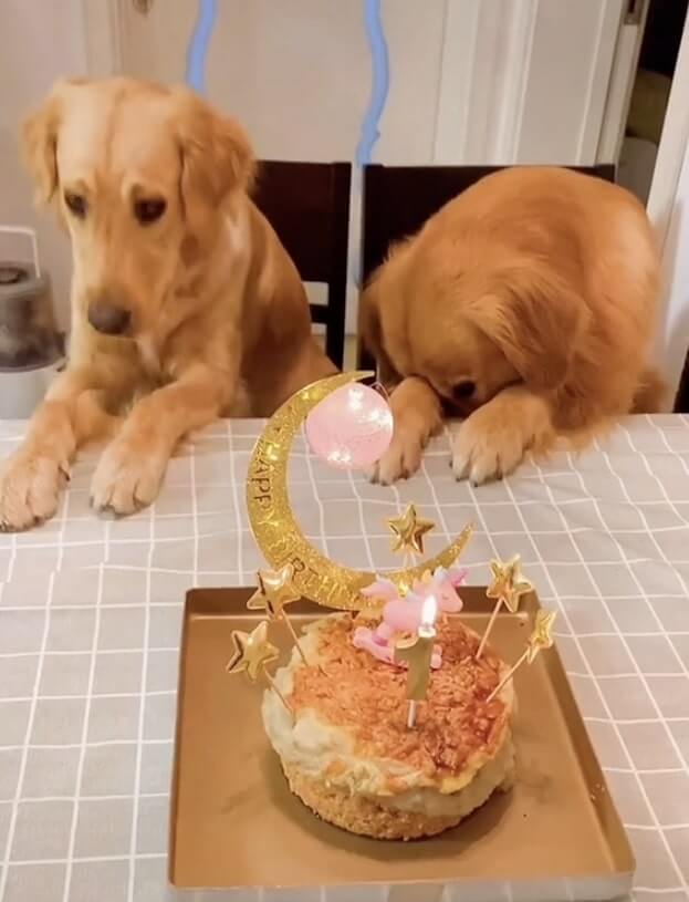 ゴールデンレトリーバー,動画