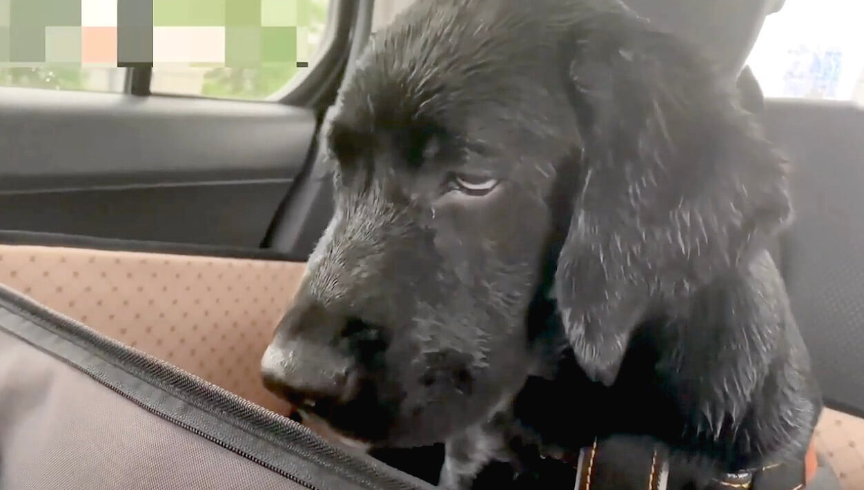 ラブラドールレトリーバー,動画