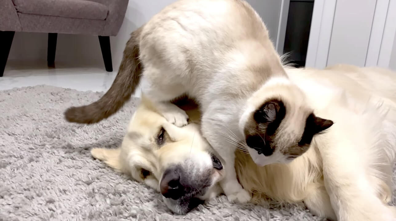 ゴールデンレトリーバー,動画