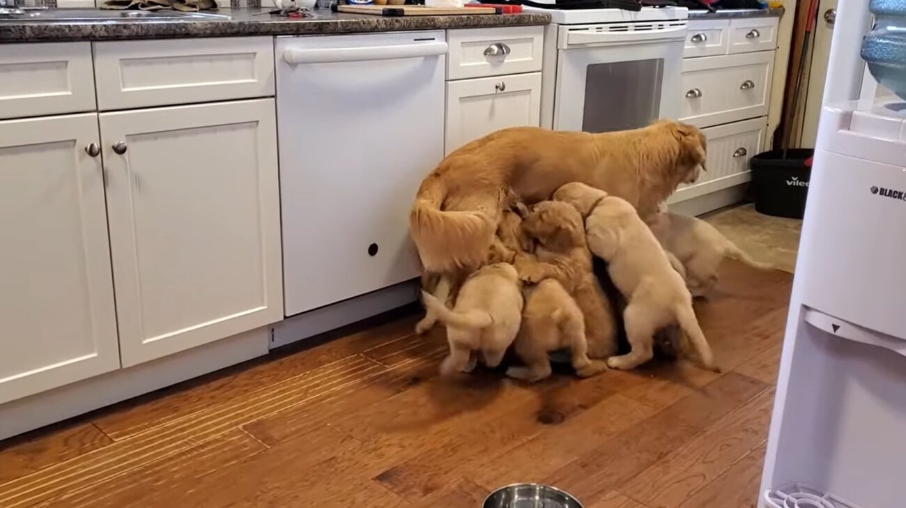 ゴールデンレトリーバー,動画