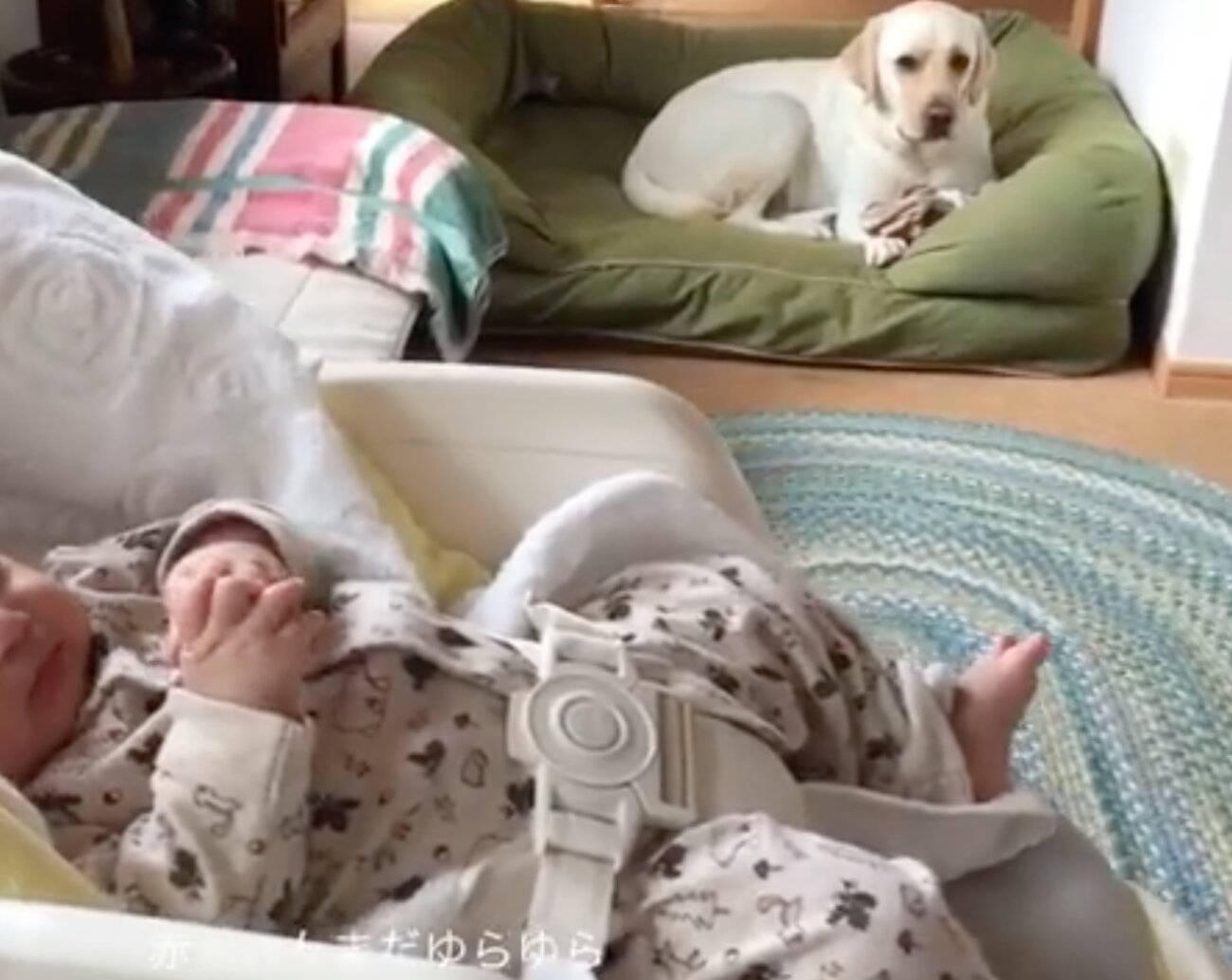 ラブラドールレトリーバー,動画