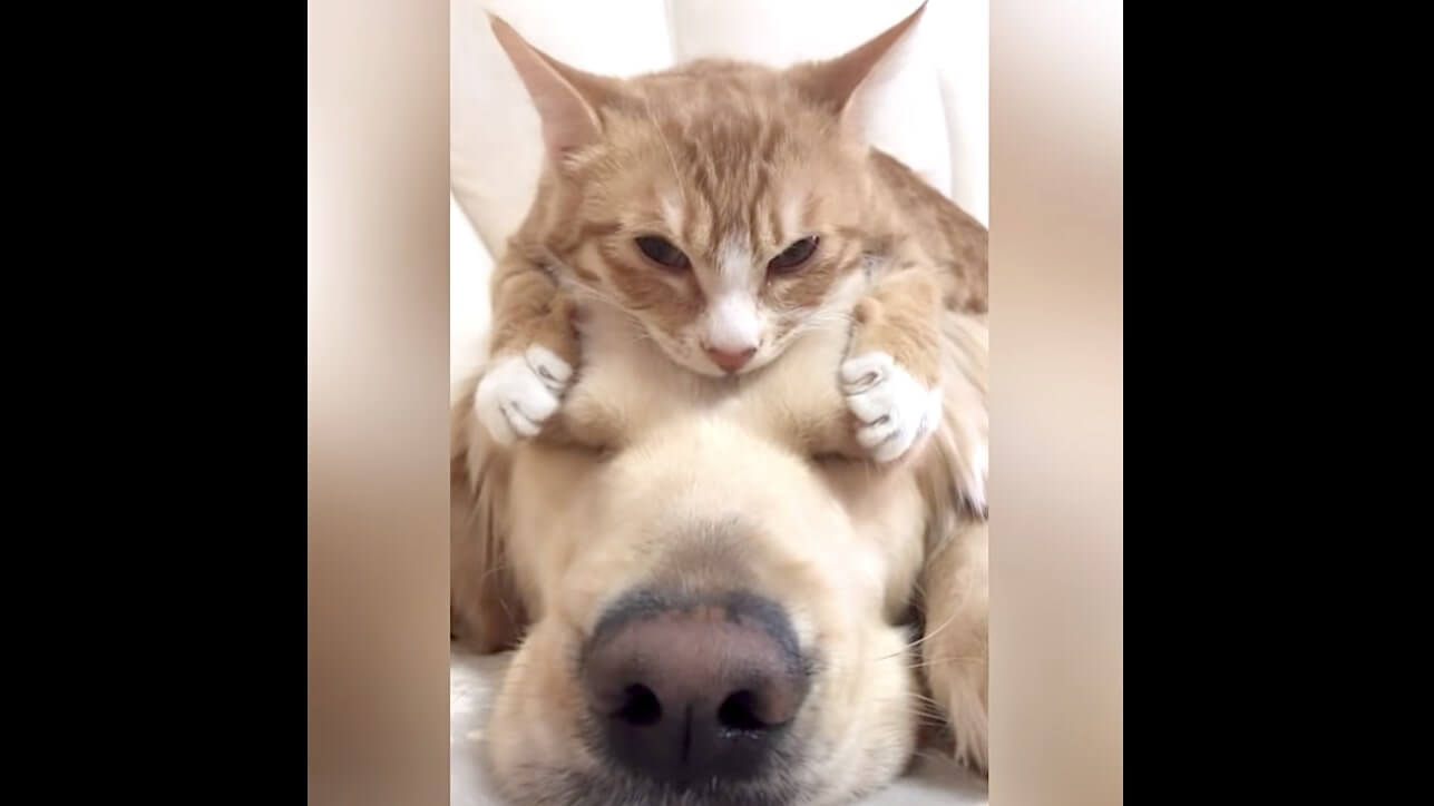 ゴールデンレトリーバー,動画