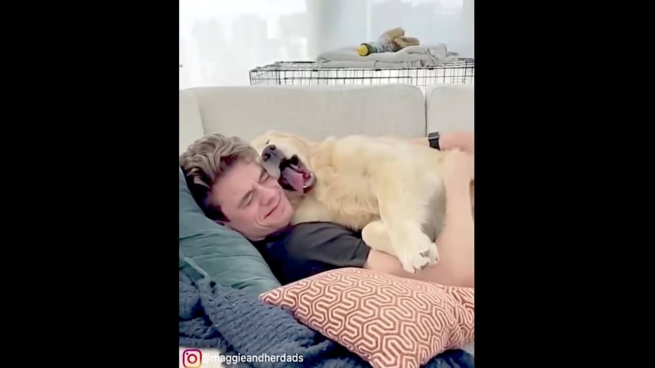 ゴールデンレトリーバー,動画