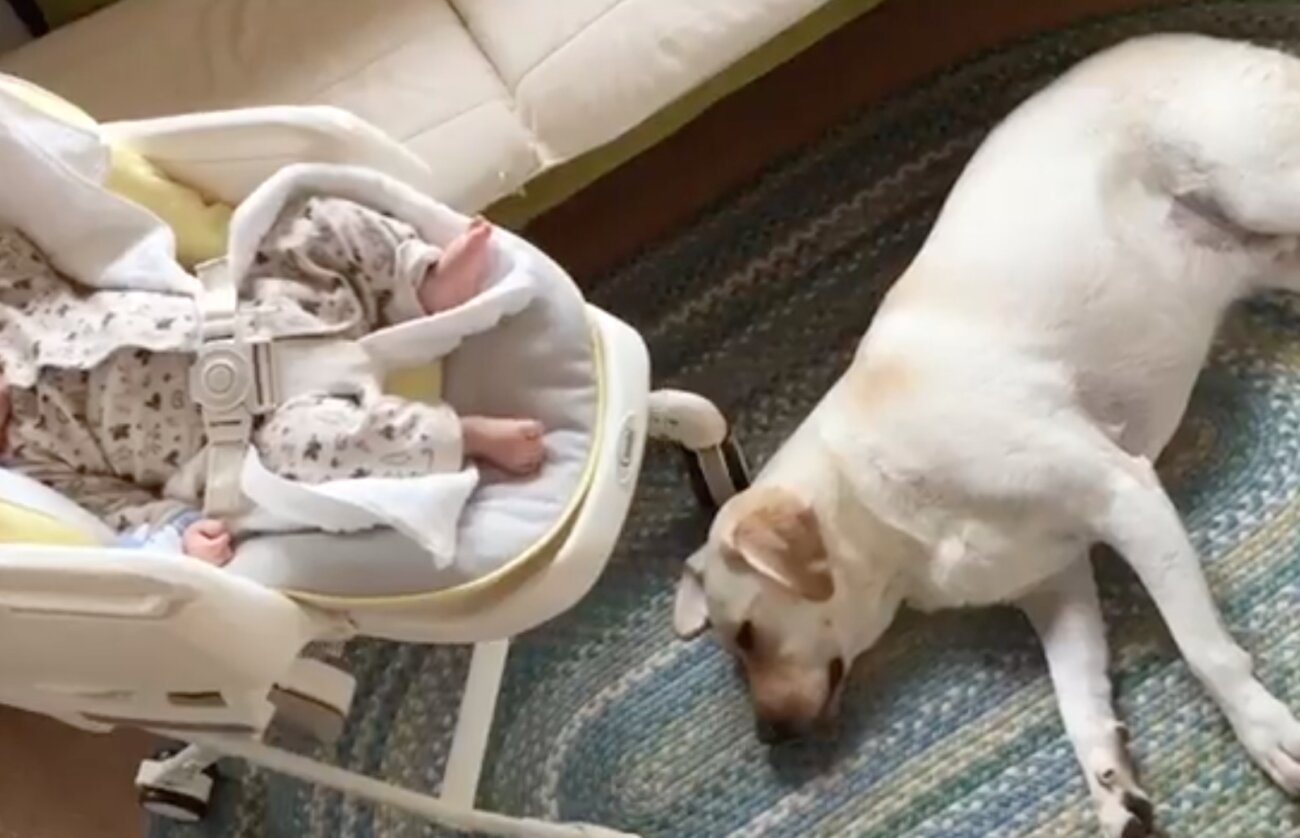 ラブラドールレトリーバー,動画