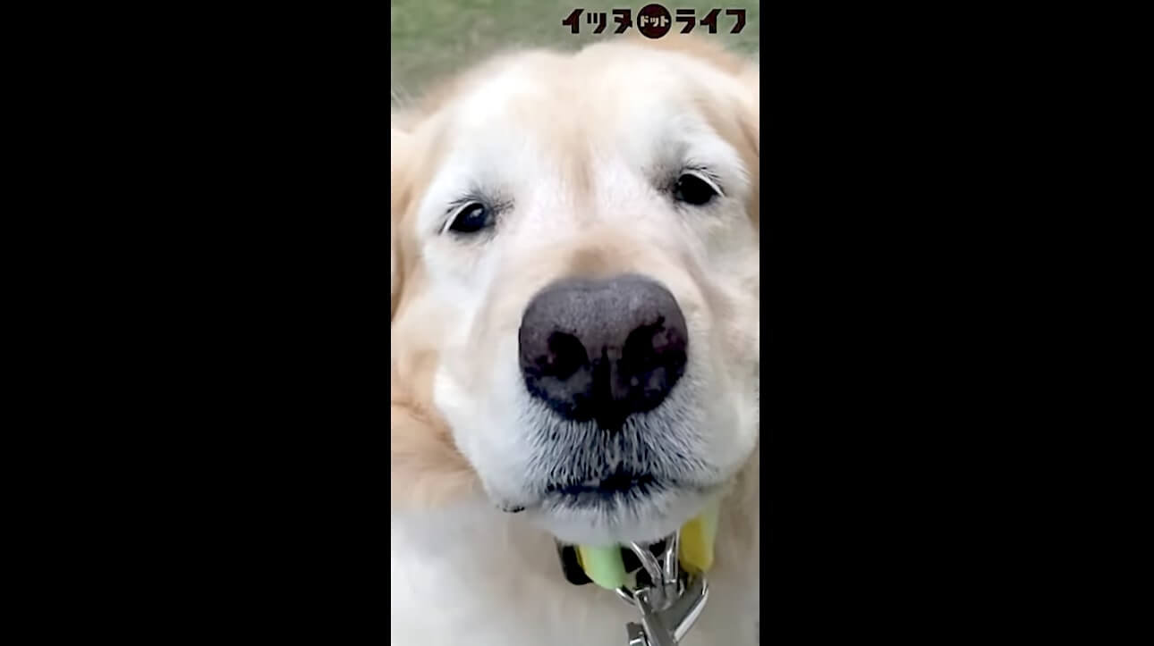 ゴールデン,動画,イッヌドットライフ