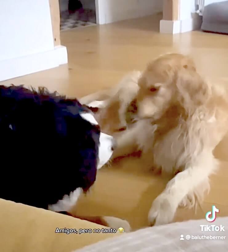 ゴールデンレトリーバー,動画