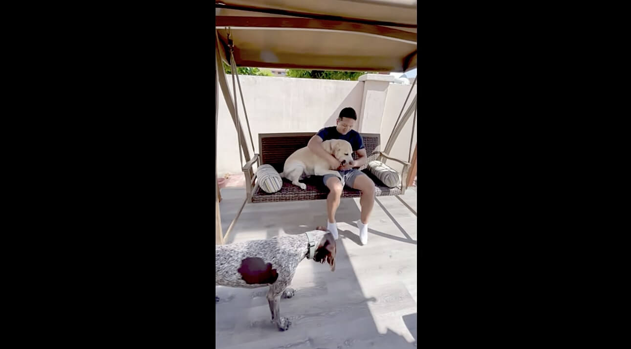 ラブラドールレトリーバー,動画