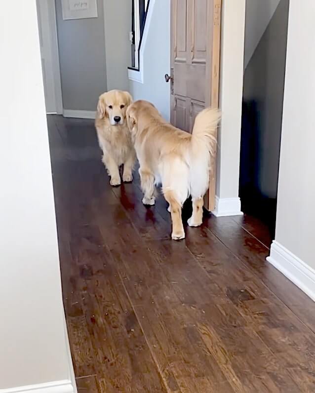 ゴールデンレトリーバー,動画