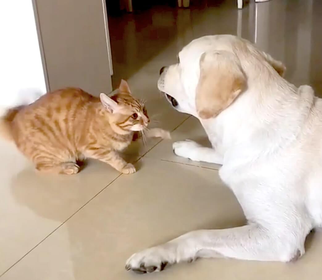 ラブラドールレトリーバー,動画