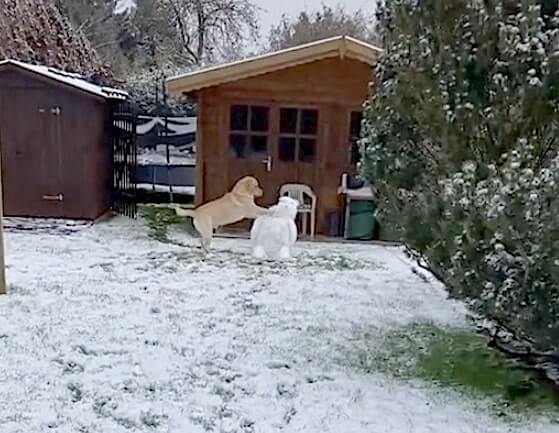 ラブラドールレトリーバー,動画