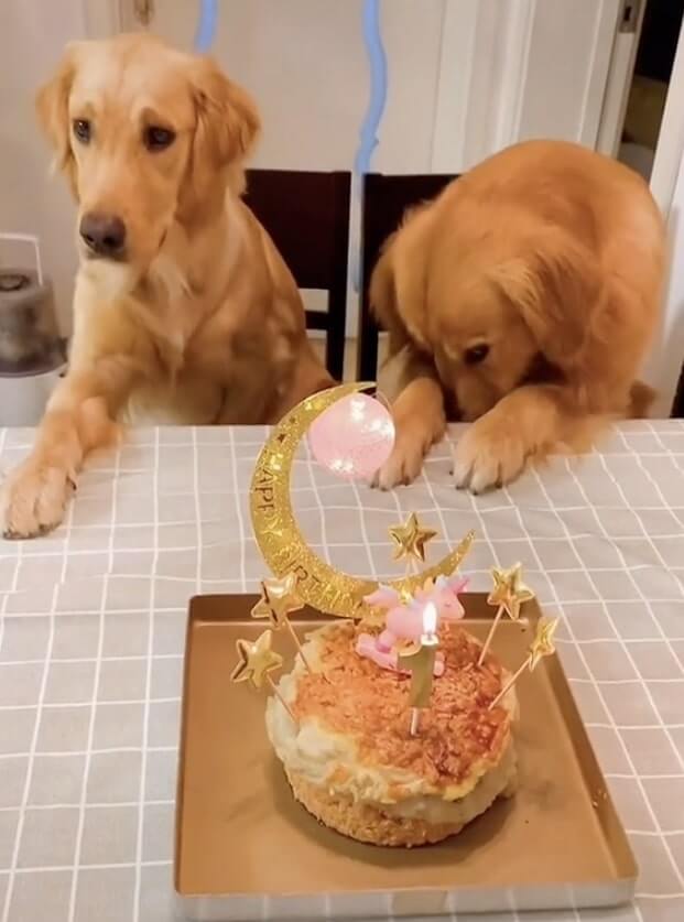 ゴールデンレトリーバー,動画